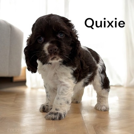 puppy, for, sale, Cockalier, Joe & Cherri  Overlease, dog, breeder, Miller, MO, dog-breeder, puppy-for-sale, forsale, nearby, find, puppyfind, locator, puppylocator, aca